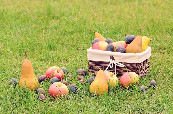 Foto av färsk frukt efter skörd — Stockfoto