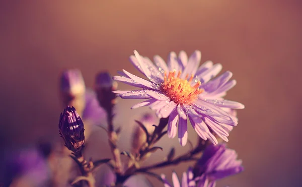 Foto vintage di fiori di campo in una mattina rugiada — Foto Stock