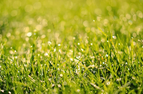 Closeup photo of grass field — Stock Photo, Image