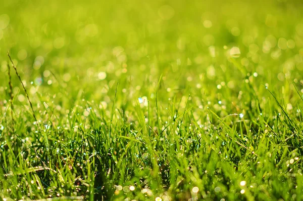 Närbild foto av gräsplan — Stockfoto