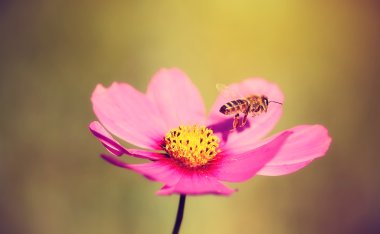 bir bal arısı ve çiçek ait closeup fotoğraf