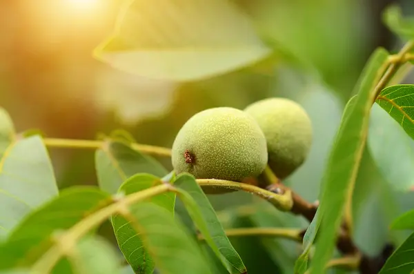Vlašské ořechy na stromě — Stock fotografie