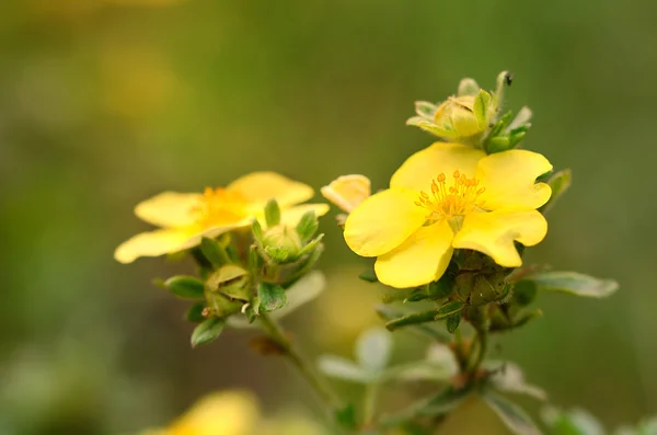 Gul wildflower på fältet — Stockfoto