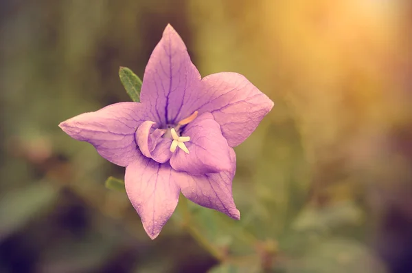 Vintage photo of a pink wildflower — Stock Photo, Image