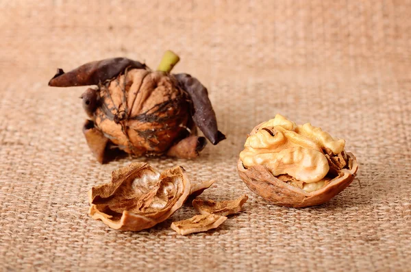 Dried walnuts — Stock Photo, Image