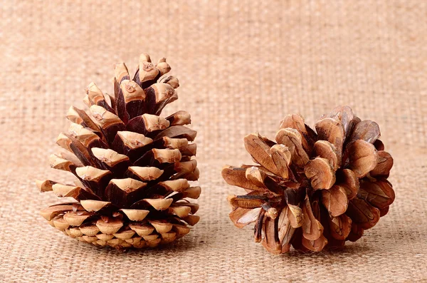 Pine cone on sackcloth background — Stock Photo, Image
