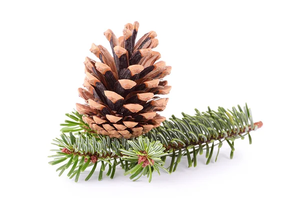 Pine cone and branch isolated on white — Stock Photo, Image