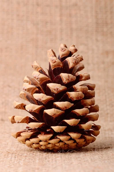 Pine cone on sackcloth background Stock Picture