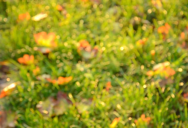 Wazig foto van herfst veld — Stockfoto