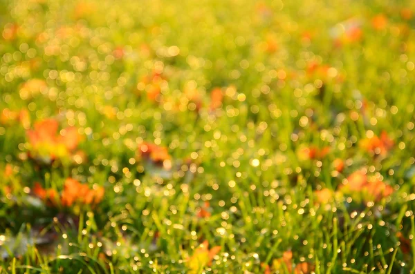 Blurred photo of autumn field — Stock Photo, Image