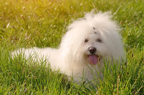 Bichon bolognese v zelené — Stock fotografie