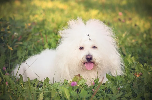 Vintage photo of Bichon bolognese — Stock Photo, Image