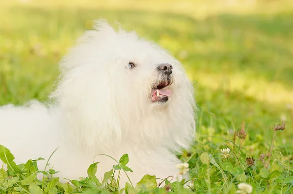 Bichon bolognese relaxovat v parku při západu slunce — Stock fotografie