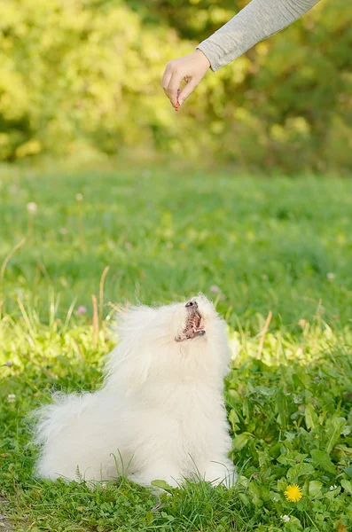 Bichon bolonhesa cão jogar com o proprietário — Fotografia de Stock