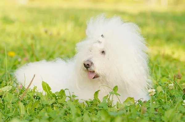 Bichon bolognese relax in the park — Stock Photo, Image