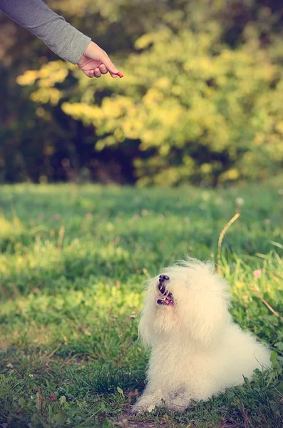 Bichon perro boloñés —  Fotos de Stock
