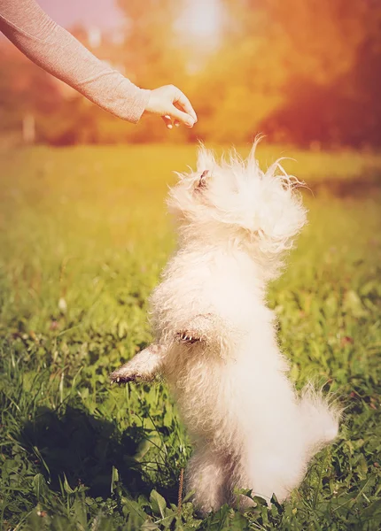 Bichon bolognese spielen im park — Stockfoto