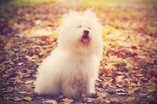 Ročník fotografické Bichon bolognese v parku — Stock fotografie