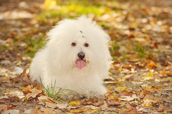 Bichon bolognese cão relaxar no parque — Fotografia de Stock