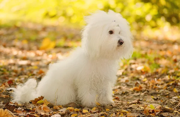 Bichon cane bolognese rilassarsi nel parco — Foto Stock