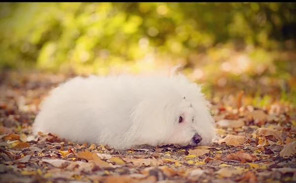 Bichon bolognese dog relaxen im park — Stockfoto