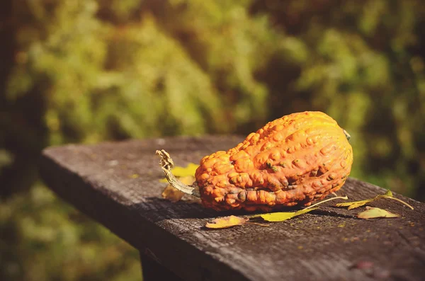 Foto de cerca de una calabaza decorativa en el banco —  Fotos de Stock