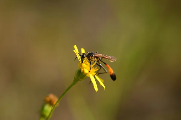 Ichneumon na flor silvestre amarela — Fotografia de Stock