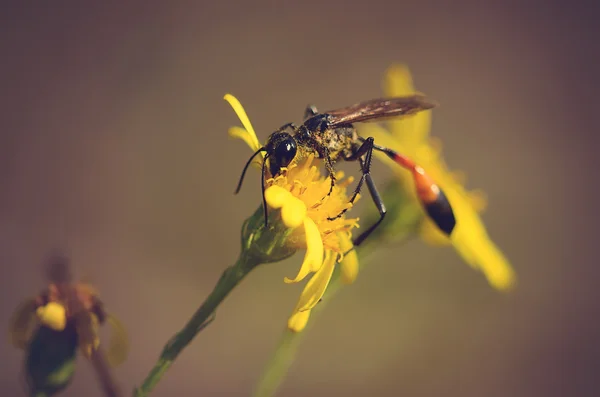 Ichneumon na flor silvestre amarela — Fotografia de Stock