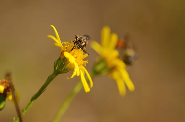 Ichneumon на жовтий диких квітів — стокове фото