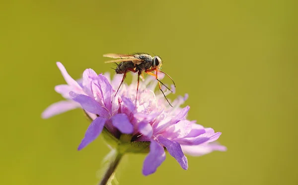 Primeros planos de una mosca en flor —  Fotos de Stock