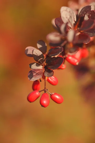 Red berries on the bush — Stock Photo, Image