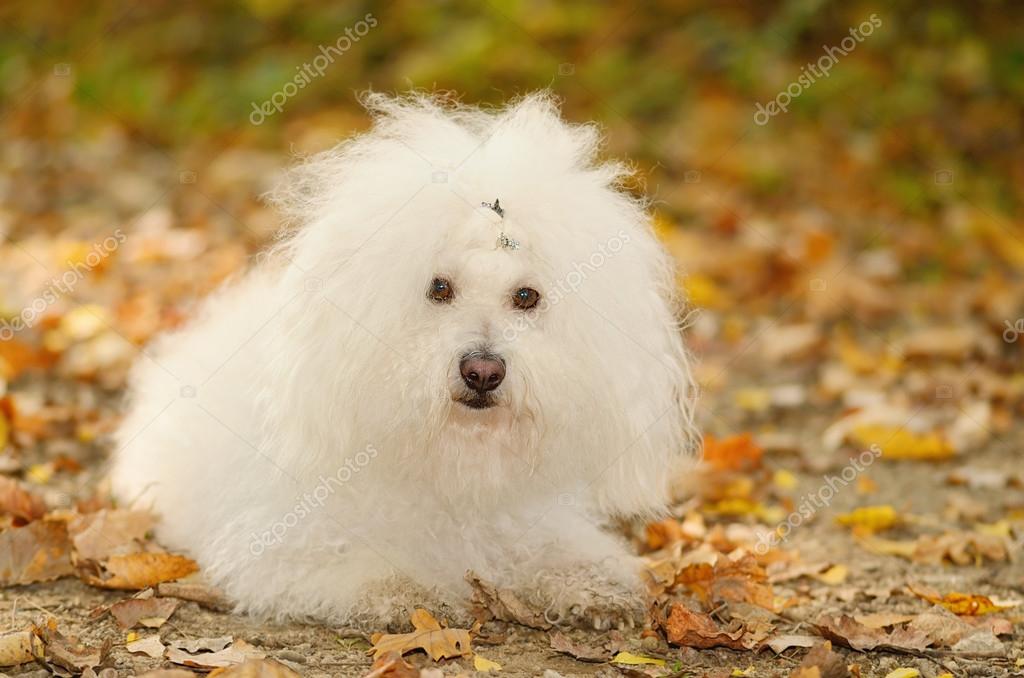 Bolognese Dog Vs Bichon Frise Bichon Frise Bolognese Dog 1+