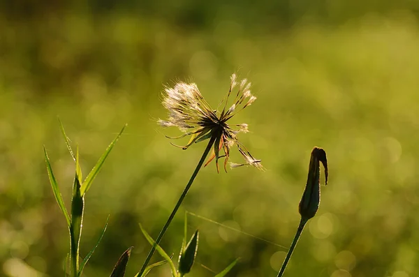 Close-up foto van paardebloem bij zonsopgang — Stockfoto