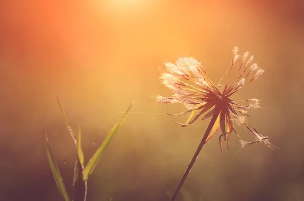 Closeup photo of dandelion at sunrise — Stock Photo, Image