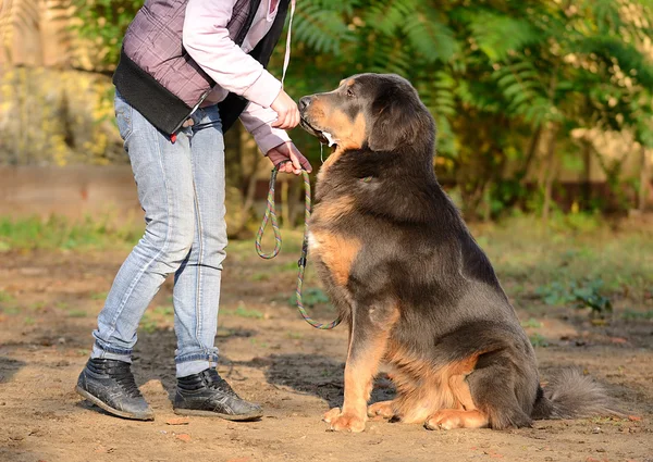 Cão da Terra Nova com proprietário — Fotografia de Stock