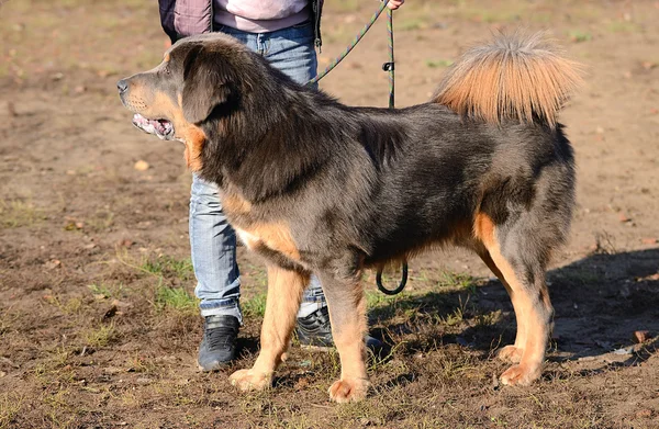 Retrato de cão da Terra Nova — Fotografia de Stock