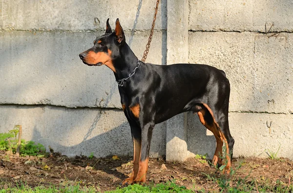 Chained Doberman Pinscher — Stock Photo, Image