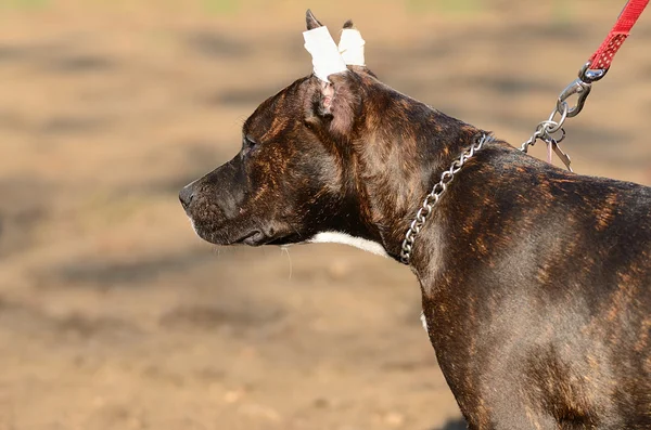 Giovane americano staffordshire terrier nel parco — Foto Stock