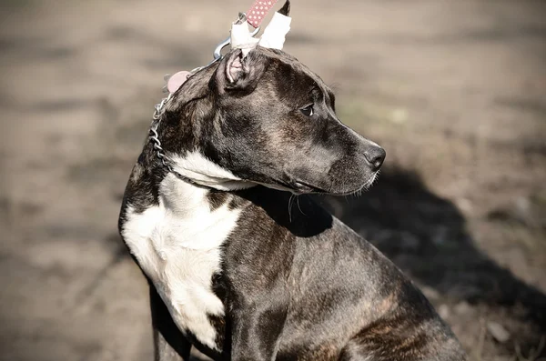 Jovem americano staffordshire terrier no parque — Fotografia de Stock