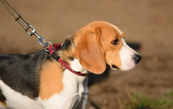 ビーグル犬の写真 — ストック写真