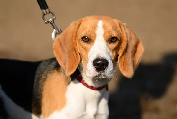 Foto de un perro Beagle — Foto de Stock