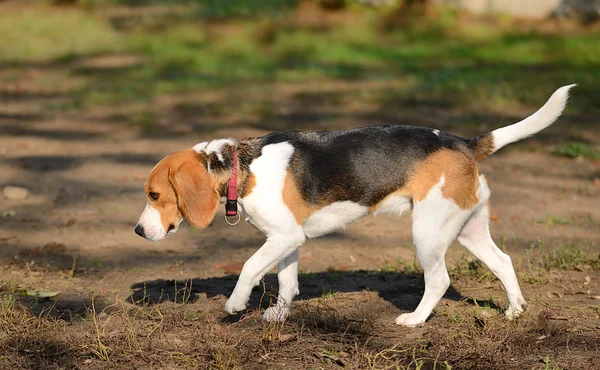 Foto de un perro Beagle — Foto de Stock