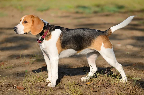 Foto de un perro Beagle — Foto de Stock