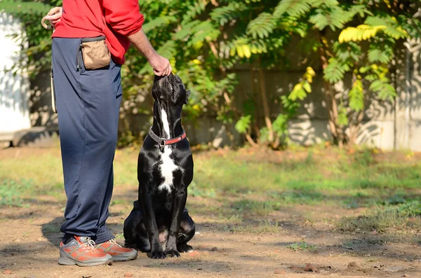 Cane corso italiano cão ao ar livre — Fotografia de Stock