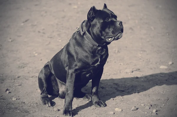 Cane corso włoski pies na zewnątrz — Zdjęcie stockowe