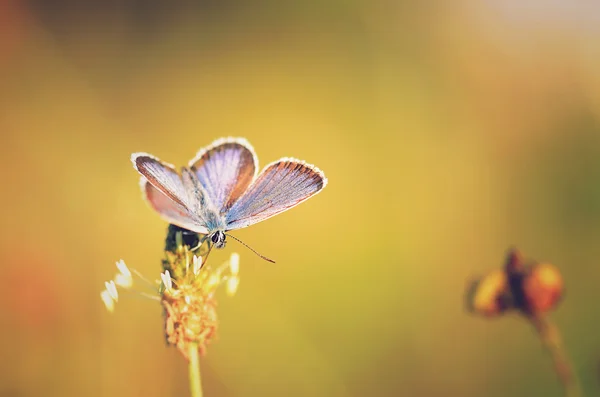 Borboleta incrível na flor silvestre — Fotografia de Stock