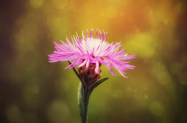 Фото крупным планом фиолетового полевого цветка — стоковое фото