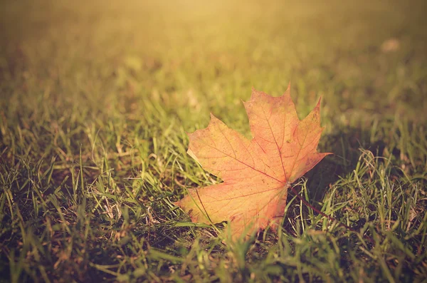 Vintage photo of autumn leaf on field at sunset — Stock Photo, Image