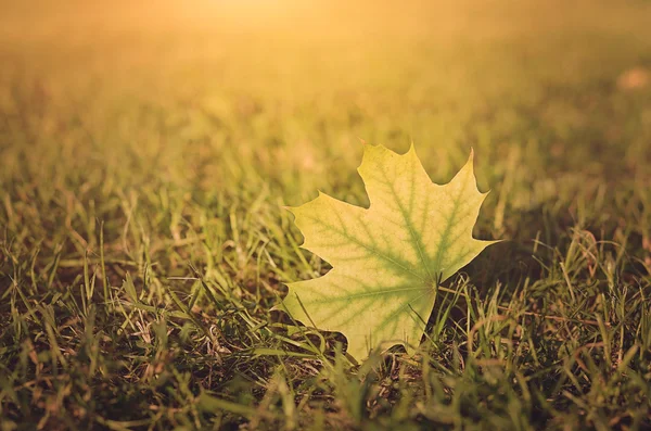 Vintage photo of autumn leaf on field at sunset — Stock Photo, Image