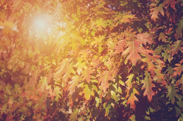 Liści streszczenie tło, piękne drzewo gałąź w jesienny Las. — Zdjęcie stockowe